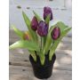 Dekoblume Tulpe LEANA im Dekotopf, violett-grün, 20cm, Ø2-4cm