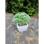 Kunst Sedum telephium KATNISS, Keramiktopf, grün, 14cm