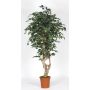 Kunststoff Ficus Benjamina SILENO, Echtstamm, grün-weiß, 200cm - Made in Italy