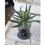 Kunststoff Aloe Vera WHITNEY, Steckstab, dunkelgrün, 18cm