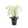 Künstliche Blume Phalaenopsis Orchidee FINEA im Dekotopf, creme, 85cm