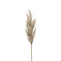 Deko Zweig Pampasgras Rispe BATERNO, creme, 90cm