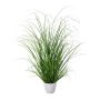 Deko Gras Lampenputzergras KIVRA im Dekotopf, grün, 60cm