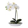 Deko Phalaenopsis Orchidee ORWAN, Dekoschale, Wurzeln, weiß, 30cm