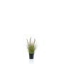 Kunstpflanze Gras Federborstengras YWAIN mit Rispen, beige-grün, 45cm