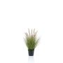 Kunstpflanze Gras Federborstengras YWAIN mit Rispen, beige-grün, 60cm