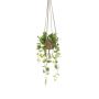 Dekopflanze Philodendron Scandens Hänger RUESCA, Terracotta Topf, 90cm