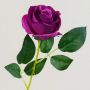 Samt Rose SEENSA, dunkelviolett, 55cm, Ø7cm