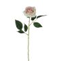 Samt Rose SEENSA, creme-rosa, 55cm, Ø7cm