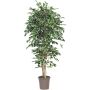 Unechter Ficus Benjamini LEVANTA, Naturstämme, grün-weiß, 250cm - Made in Italy