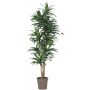 Kunstbaum Dracaena Fragrans KANDIDA, Naturstämme, grün, 150cm - Made in Italy