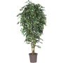 Deko Birkenfeige LUDGARDIS, Natürliche Stämme, grün-weiß, 125cm - Made in Italy