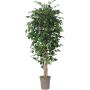 Unechter Ficus Benjamini LEVANTA, Naturstämme, grün, 225cm - Made in Italy
