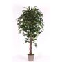 Kunst Ficus Benjamini AMANCIO, Naturstämme, grün, 150cm - Made in Italy