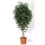 Unechter Ficus Benjamini LEVANTA, Naturstämme, grün, 275cm - Made in Italy