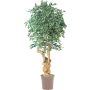 Künstlicher Ficus Benjamini AURELIANO, Naturstamm, grün-weiß, 200cm - Made in Italy