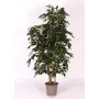 Deko Ficus Benjamini CASILDA, Naturstämme, grün, 200cm - Made in Italy