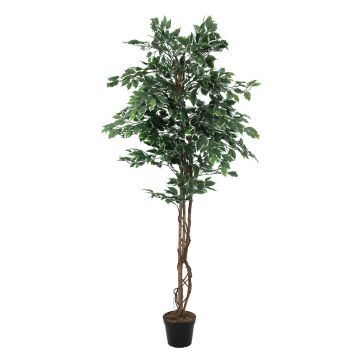 Dekobaum Birkenfeige JACOPO, Naturstämme, grün-weiß, 180cm
