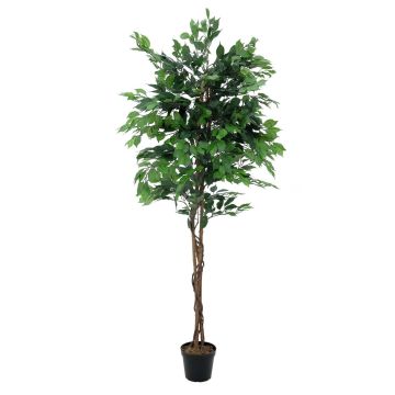 Dekobaum Birkenfeige JACOPO, Naturstämme, grün, 150cm