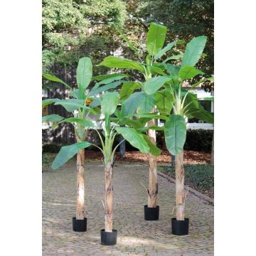 Plastik Bananenbaum SHARA, 180cm