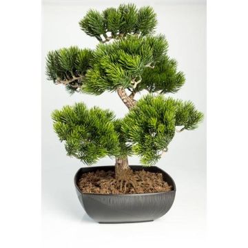 Dekobonsai Pinie SHADIA mit Wurzeln, in Bonsaischale, 50cm