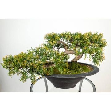 Dekobonsai Zeder GABRIA mit Wurzeln, in Dekoschale, 40cm