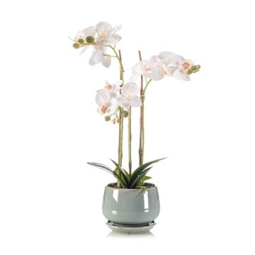 Unechte Orchidee Phalaenopsis JOLANA im Keramiktopf, weiß, 45cm