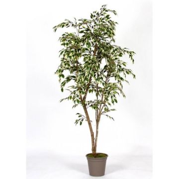 Kunst Birkenfeige LISEROSE, Echtstämme, grün-weiß, 210cm - Made in Italy
