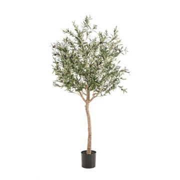 Künstlicher Olivenbaum DRAX, Kunststamm, Früchte, grün, 180cm