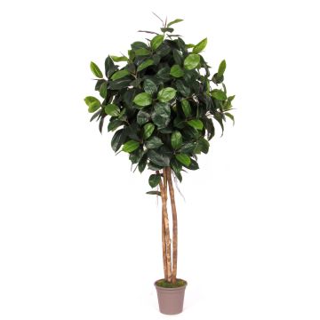 Kunst Gummibaum LENELOTTE, Naturstämme, grün, 225cm - Made in Italy