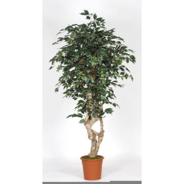 Kunststoff Ficus Benjamina SILENO, Echtstamm, grün-weiß, 175cm - Made in Italy