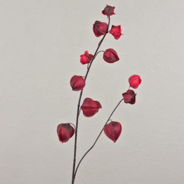 Kunst Physalis Zweig MARCY, Früchte, burgunderrot, 95cm