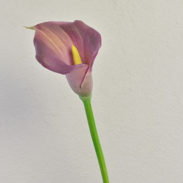 Kunst Zantedeschie TALEA, violett, 65cm, 9x11cm