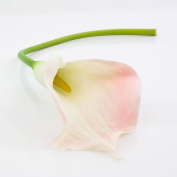 Textilblume Calla TERESA, weiß-rosa, 70cm, 10x18cm