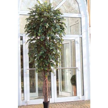 Dekobaum Ficus Benjamini YONDALA, Echtstämme, grün, 300cm