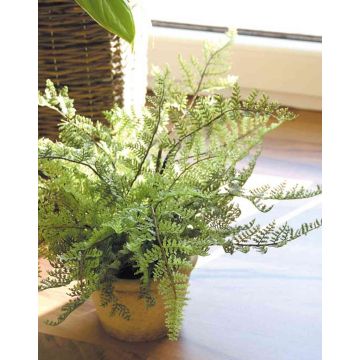 Plastik Boston Farn MARGARETA, im Dekotopf, 25cm, Ø30cm