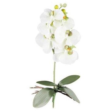 Kunst Phalaenopsis Orchidee DRINTOR, Steckstab, Wurzeln, weiß-grün, 40cm