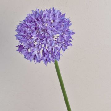 Dekoblume Zierlauch LISBETH, lila, 80cm, Ø15cm