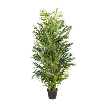 Kunst Palme Areca HAZMI, 220cm