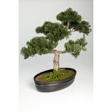 Bonsai Kunstpflanze Zeder JARNO mit Wurzeln, in Pflanzschale, 40cm