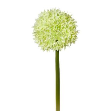 Künstliche Blume Allium WANDENY, creme-grün, 65cm