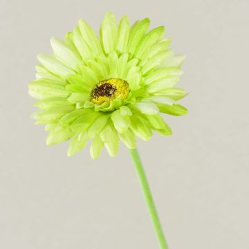 Kunstblume Gerbera TEUDELINDE, grün-creme, 55cm, Ø8cm