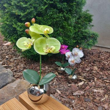 Deko Blume Orchidee Phalaenopsis NAPIRAI mit Übertopf, creme-grün, 30cm