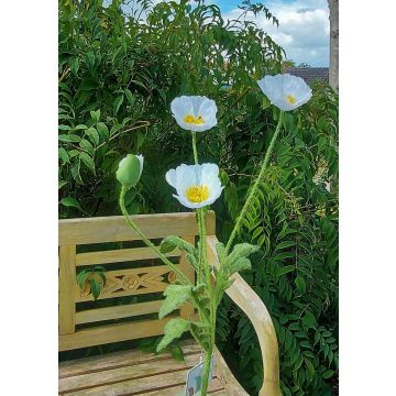 Künstlicher Blumenzweig Mohn OXANDRINE, creme-weiß, 60cm