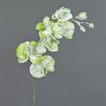 Kunstzweig Phalaenopsis Orchidee MYRIA, Schnee, grün, 65cm, Ø6-10cm