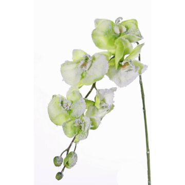 Kunstzweig Phalaenopsis Orchidee MYRIA, Schnee, grün, 75cm