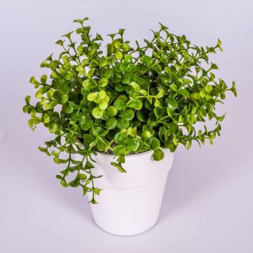 Künstliche Kräuter Eukalyptus JOSHUA im Keramiktopf, grün, 20cm, Ø17cm
