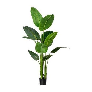 Dekopflanze Strelitzie DREVORA, grün, 160cm