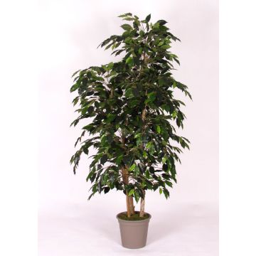 Deko Ficus Benjamini CASILDA, Naturstämme, grün, 175cm - Made in Italy