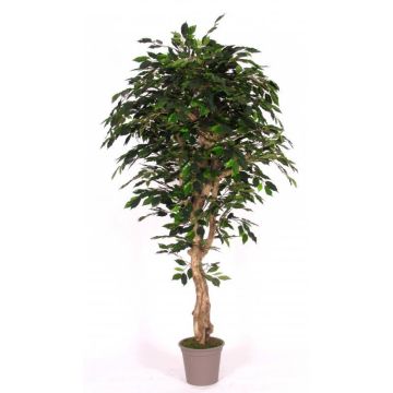 Kunststoffschaum Ficus Benjamini YANEXY, Naturstämme, grün, 175cm - Made in Italy